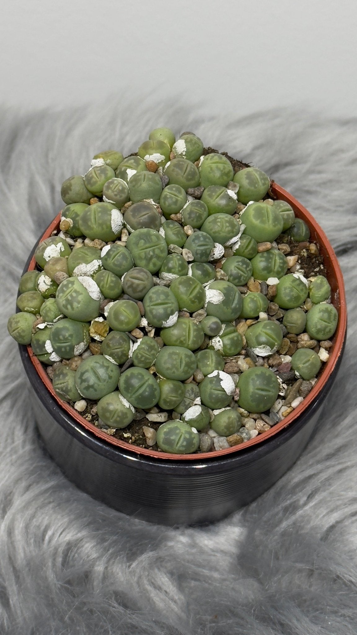 Lithops 3 - www.augi - plants.lv