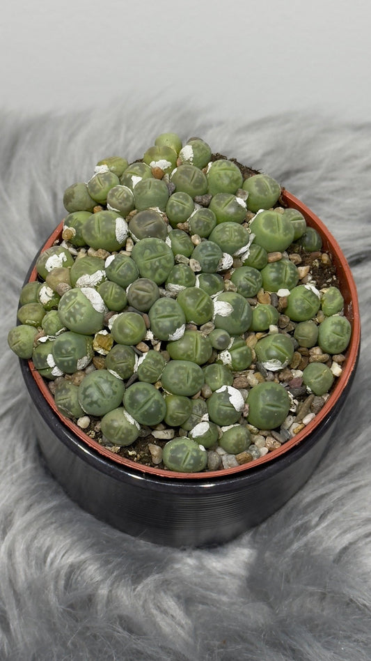 Lithops 3 - www.augi - plants.lv