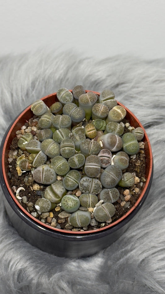Lithops 6 - www.augi - plants.lv