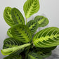 Maranta Lemon - www.augi - plants.lv