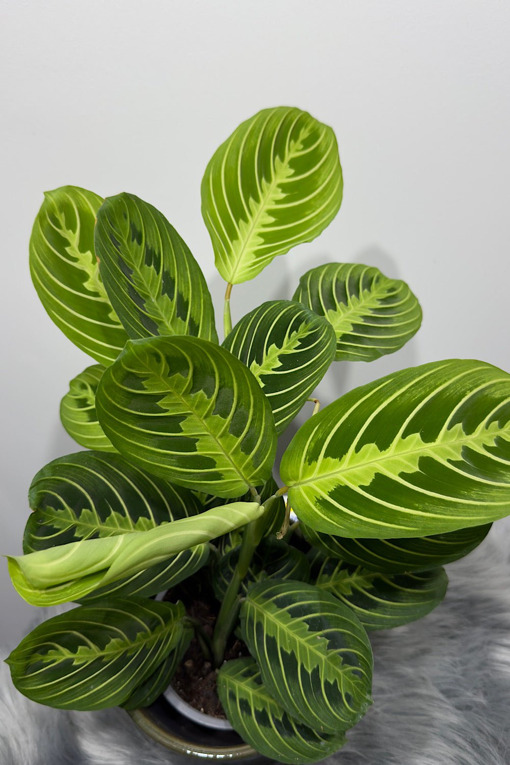 Maranta Lemon - www.augi - plants.lv