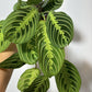 Maranta Lemon - www.augi - plants.lv