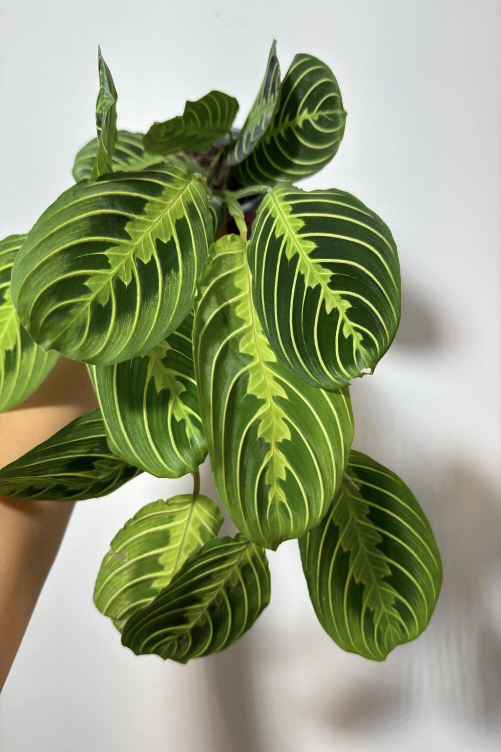 Maranta Lemon - www.augi - plants.lv