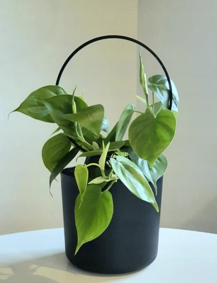 Metāla atbalsta riņķis augiem - www.augi - plants.lv