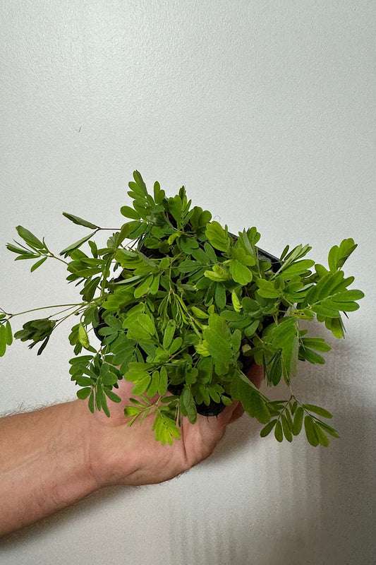 Mimosa Pudica - www.augi - plants.lv