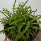 Mušķērājs Drosera - www.augi - plants.lv