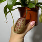 Mušķērājs Nepenthes hookeriana - www.augi - plants.lv