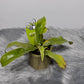 Mušķērājs Nepenthes hookeriana - www.augi - plants.lv