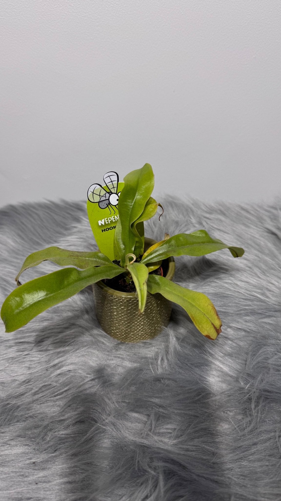 Mušķērājs Nepenthes hookeriana - www.augi - plants.lv