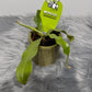 Mušķērājs Nepenthes hookeriana - www.augi - plants.lv