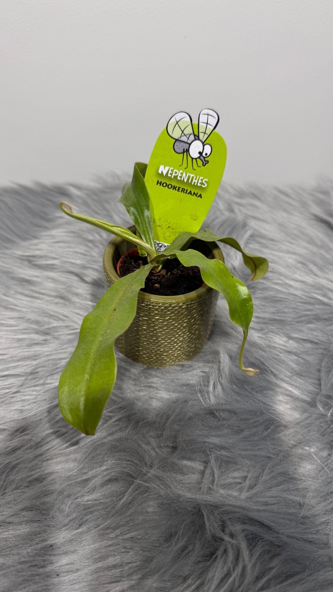 Mušķērājs Nepenthes hookeriana - www.augi - plants.lv