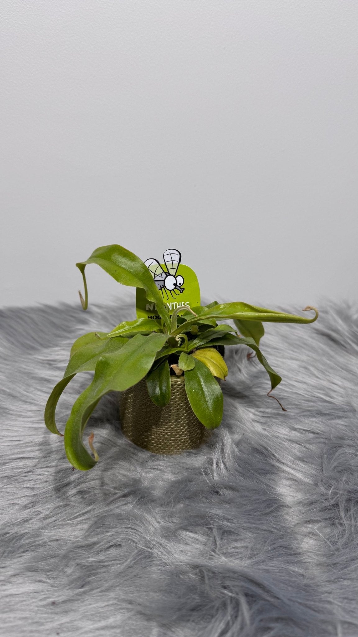 Mušķērājs Nepenthes hookeriana - www.augi - plants.lv