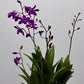 Orhideja Dendrobium Berry Oda SMARŽO! - www.augi - plants.lv
