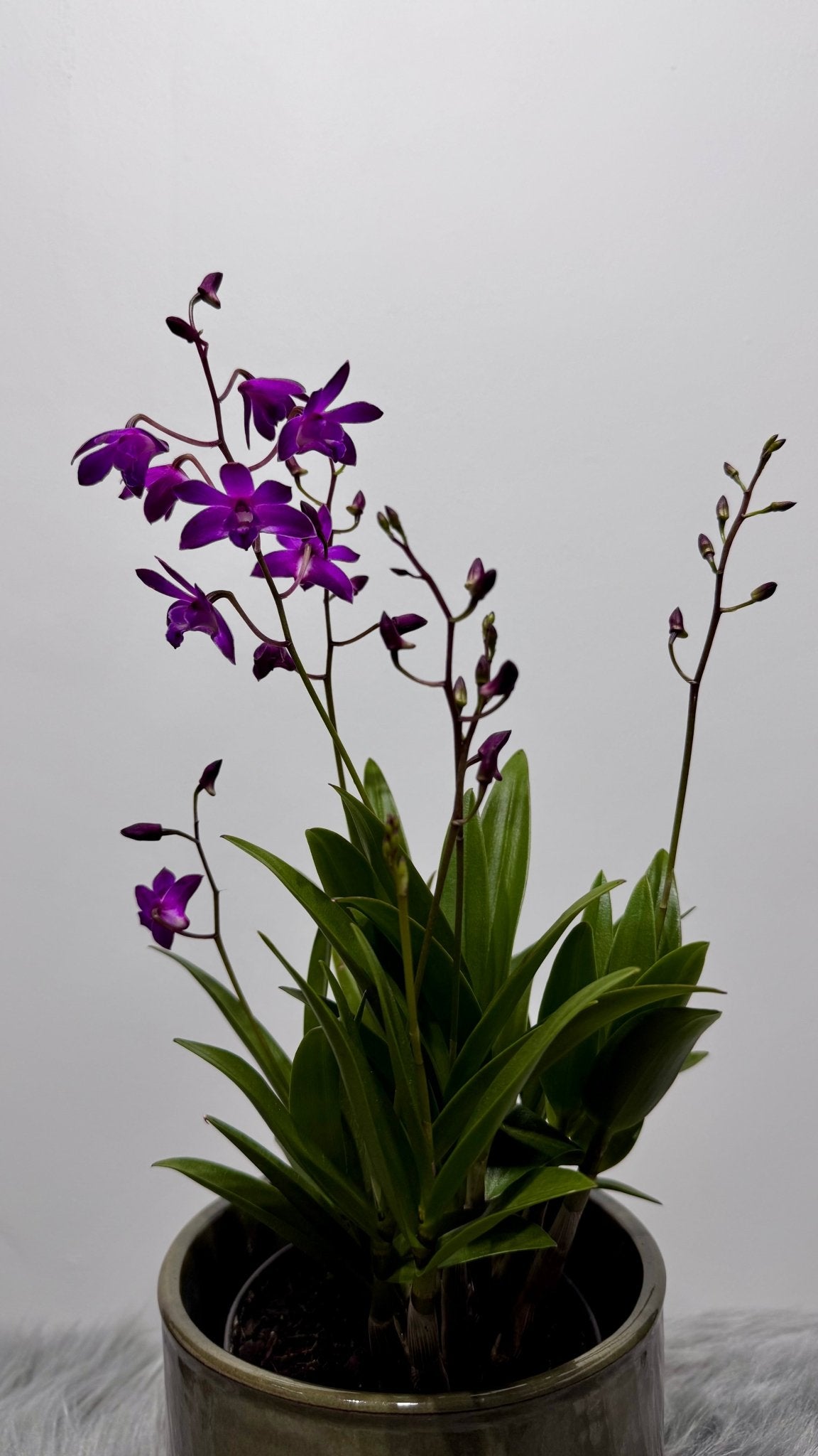 Orhideja Dendrobium Berry Oda SMARŽO! - www.augi - plants.lv