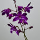 Orhideja Dendrobium Berry Oda SMARŽO! - www.augi - plants.lv
