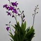 Orhideja Dendrobium Berry Oda SMARŽO! - www.augi - plants.lv