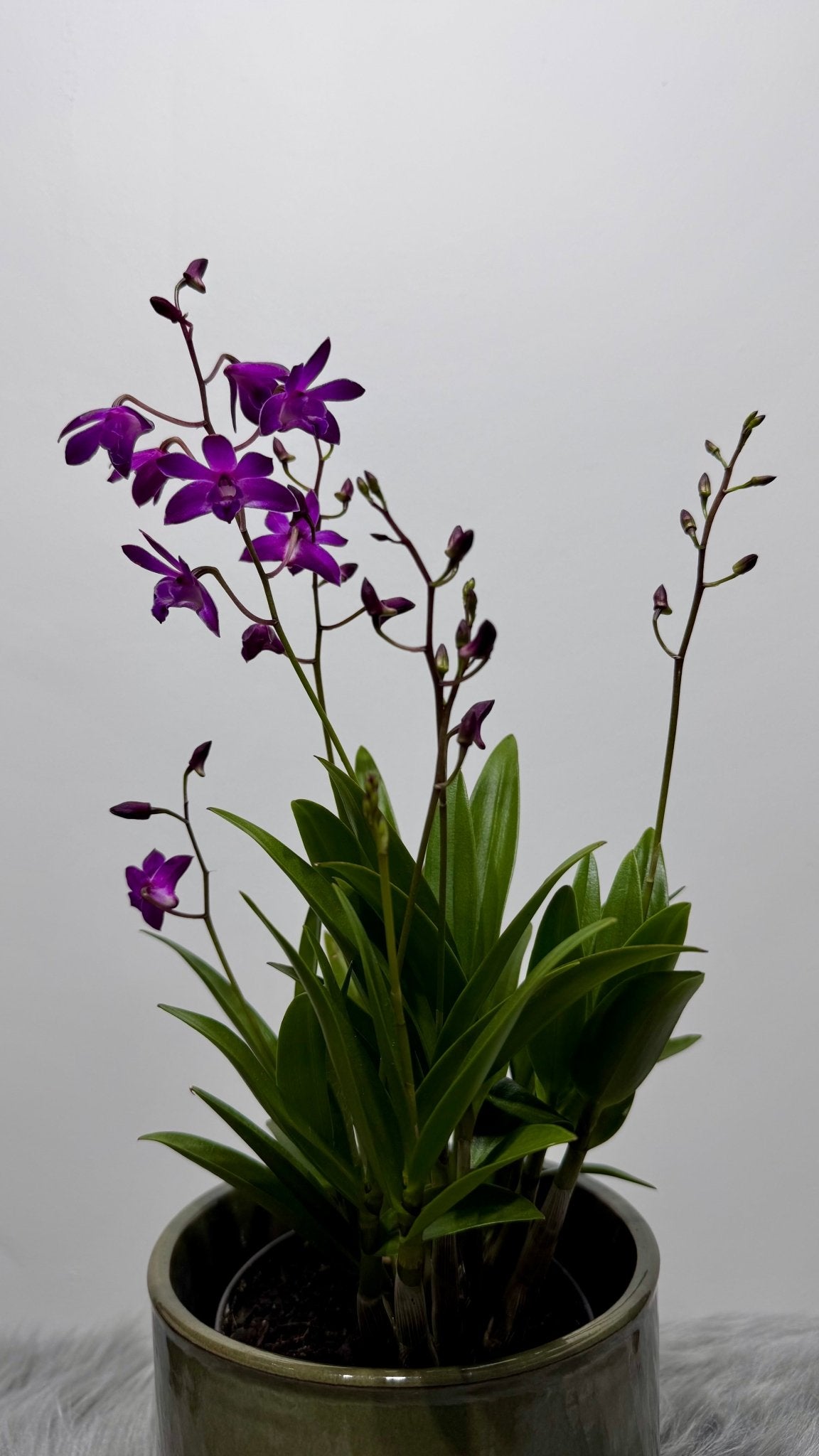 Orhideja Dendrobium Berry Oda SMARŽO! - www.augi - plants.lv