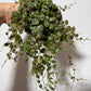 Peperomia prostrata - www.augi - plants.lv