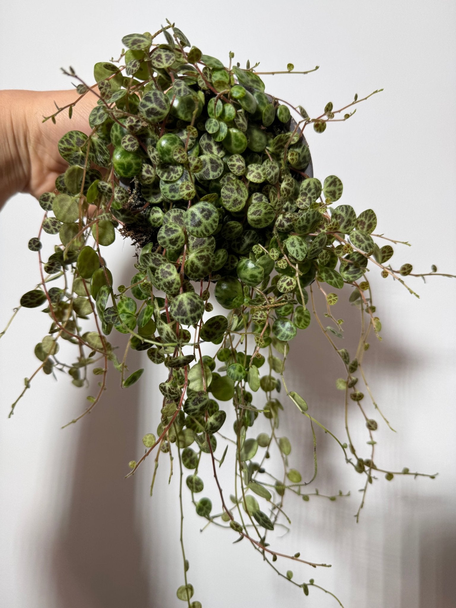 Peperomia prostrata - www.augi - plants.lv