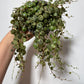 Peperomia prostrata - www.augi - plants.lv