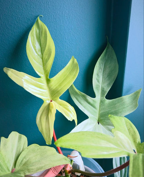 Philodendron FLORIDA GHOST – www.augi-plants.lv