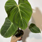 Philodendron Gloriosum - www.augi - plants.lv