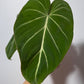 Philodendron Gloriosum - www.augi - plants.lv