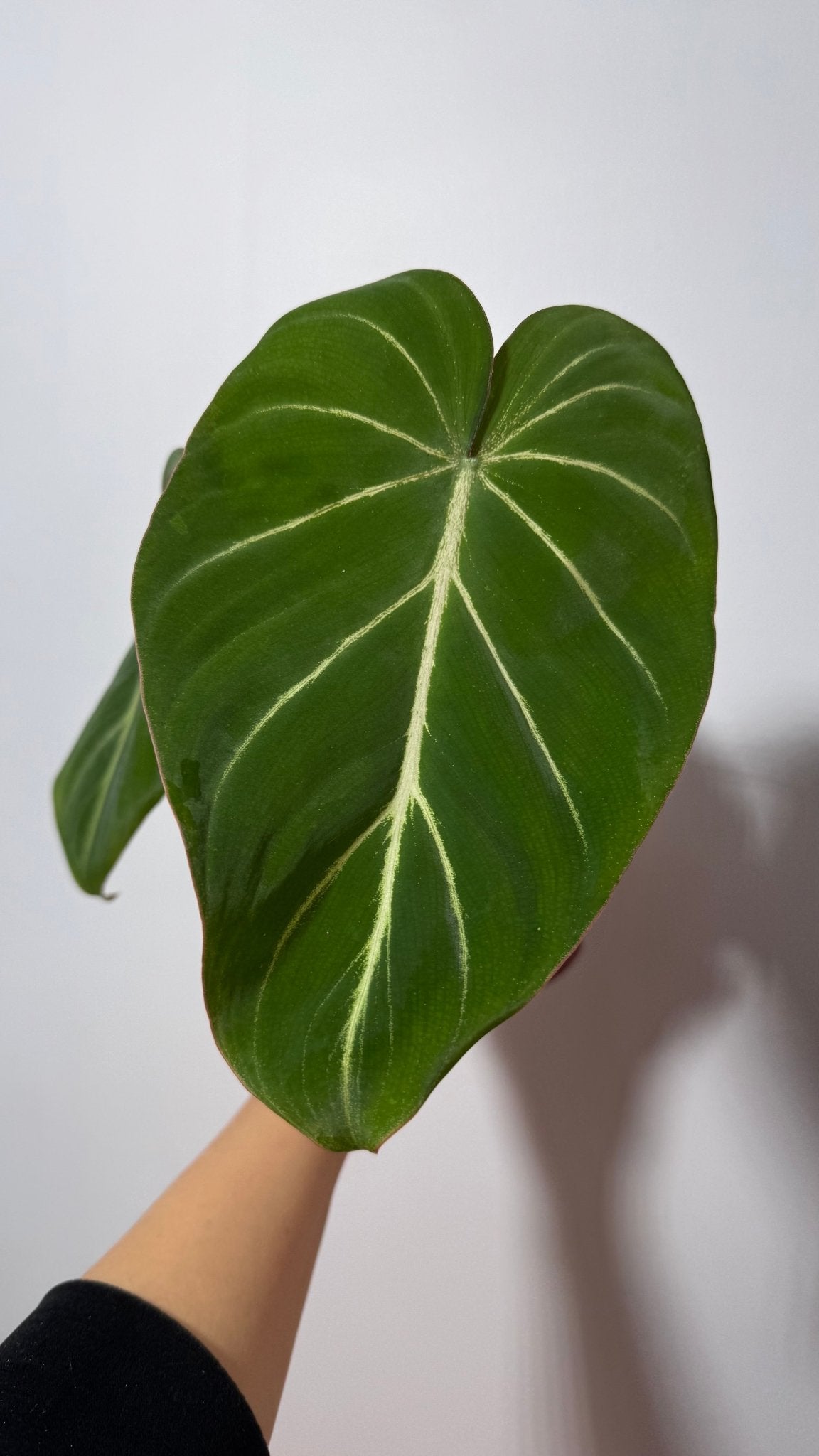 Philodendron Gloriosum - www.augi - plants.lv