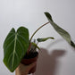 Philodendron Gloriosum - www.augi - plants.lv