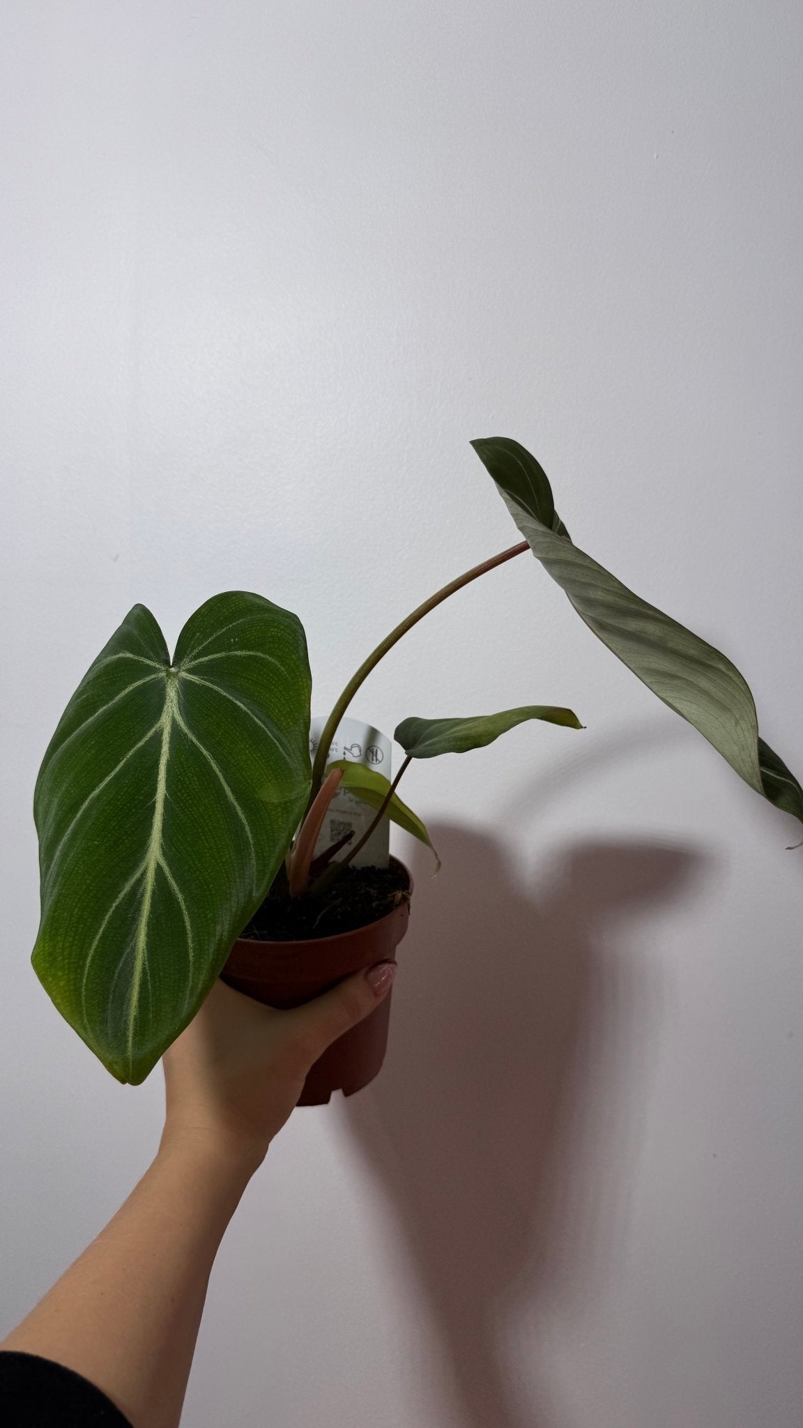 Philodendron Gloriosum - www.augi - plants.lv