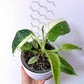 Philodendron Jose Bueno - www.augi - plants.lv
