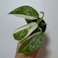 Philodendron Jose Bueno - www.augi - plants.lv