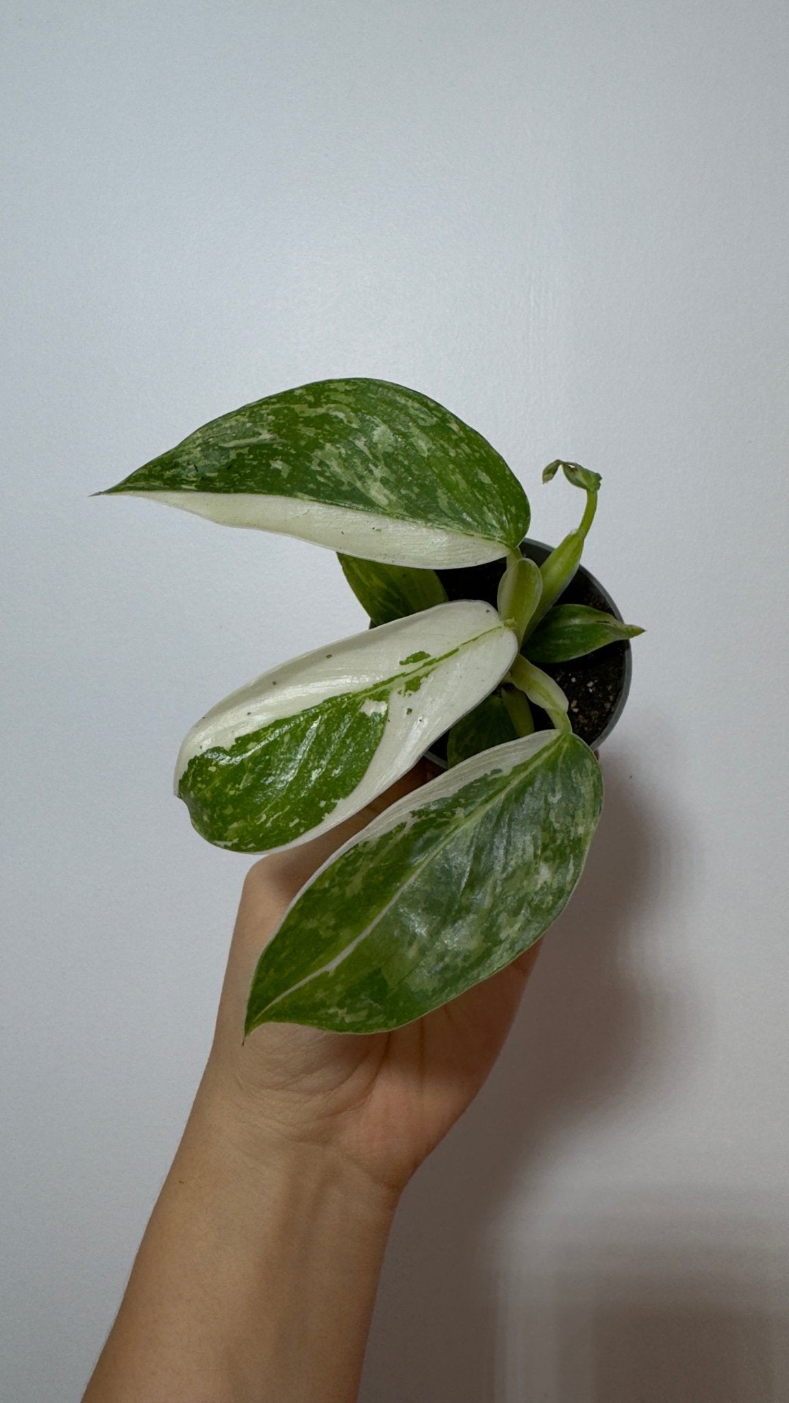 Philodendron Jose Bueno - www.augi - plants.lv