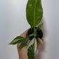 Philodendron Jose Bueno - www.augi - plants.lv
