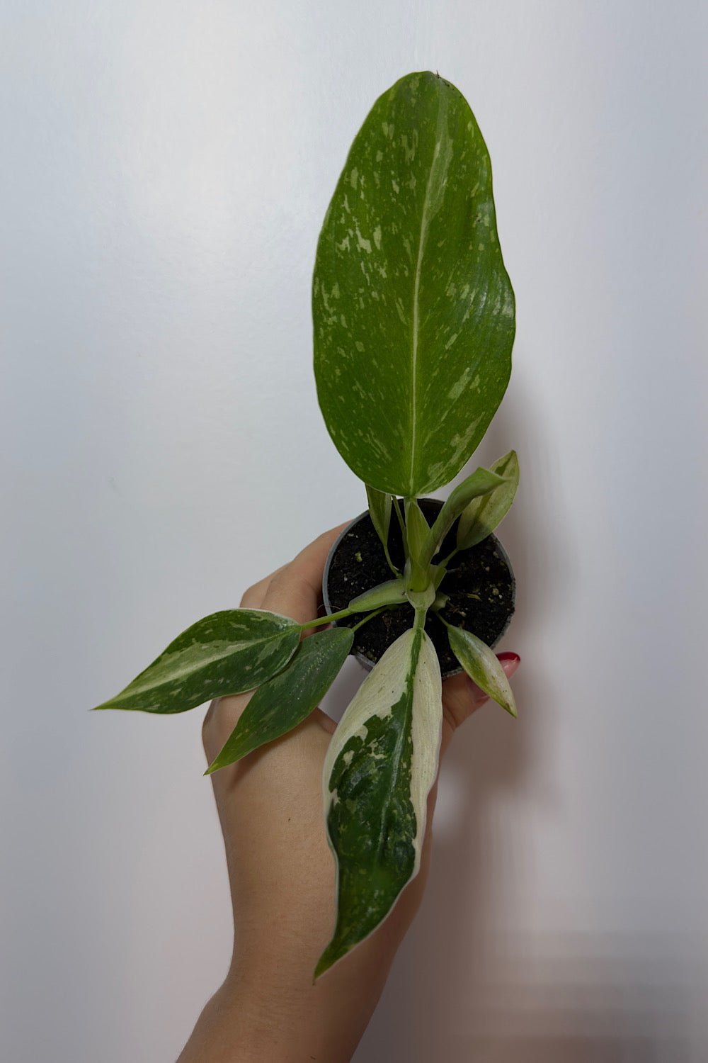 Philodendron Jose Bueno - www.augi - plants.lv