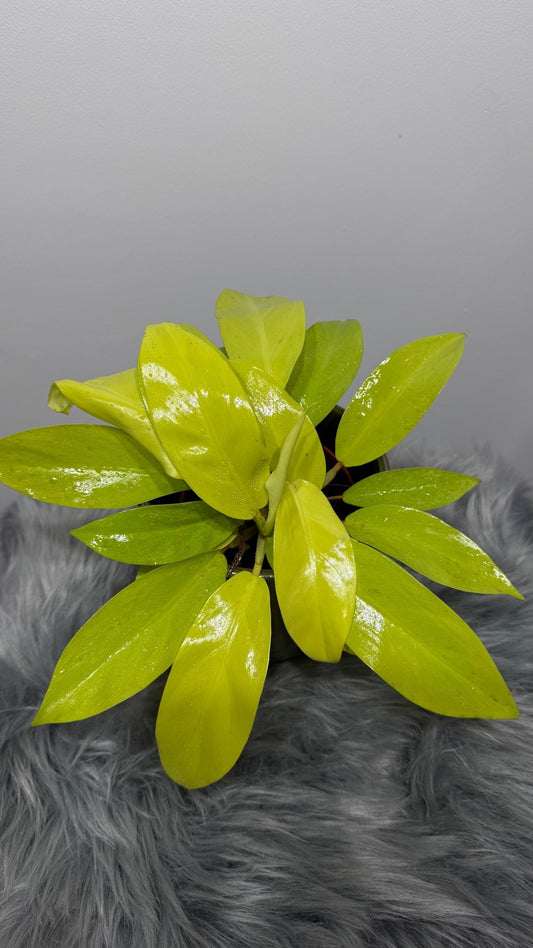 Philodendron Malay Gold - www.augi - plants.lv