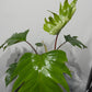 Philodendron mayoi - www.augi - plants.lv