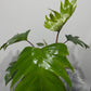 Philodendron mayoi - www.augi - plants.lv