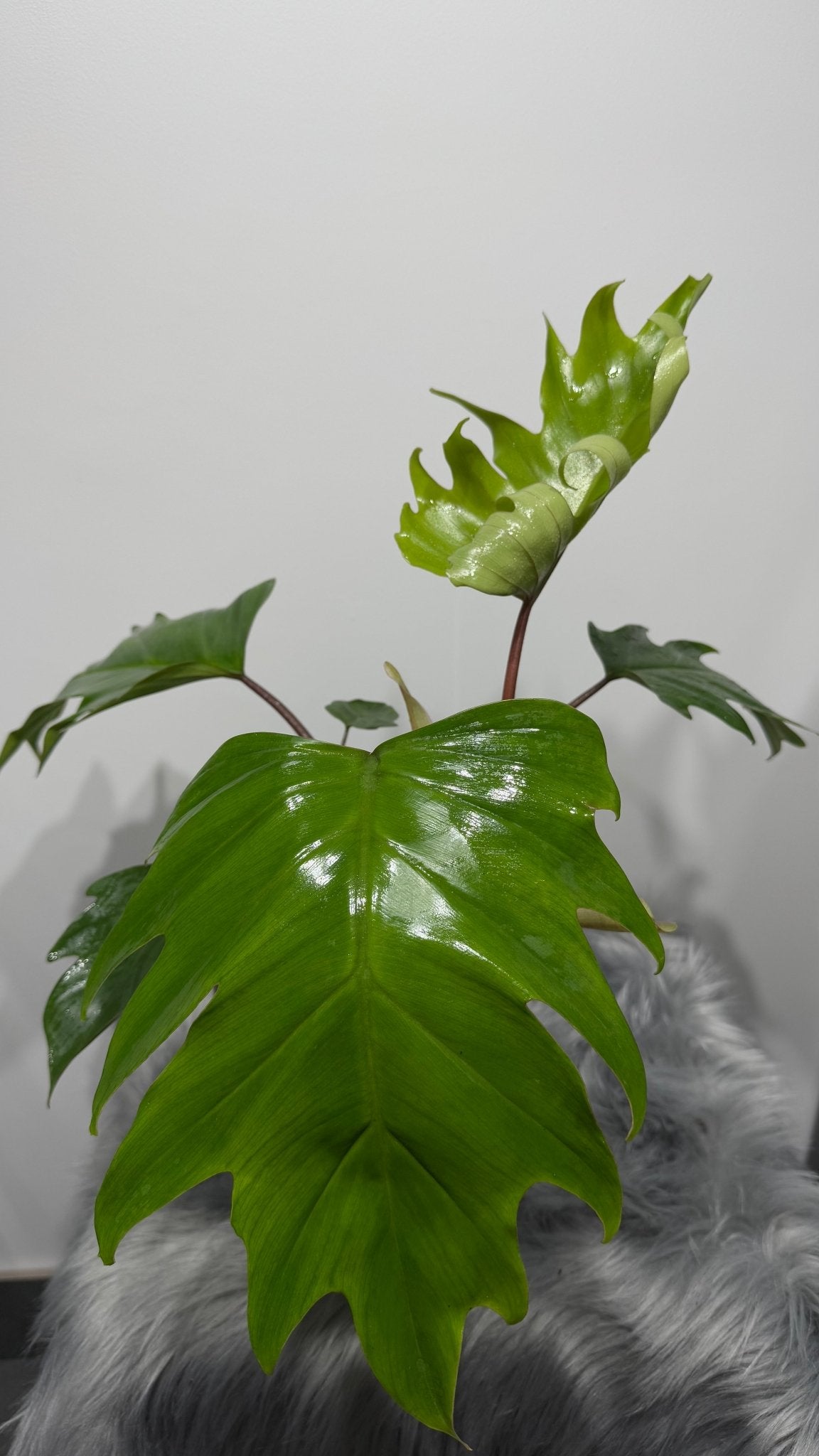 Philodendron mayoi - www.augi - plants.lv