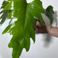 Philodendron mayoi - www.augi - plants.lv