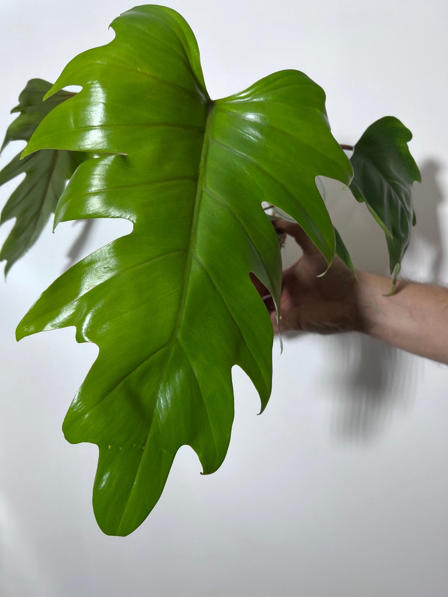 Philodendron mayoi - www.augi - plants.lv