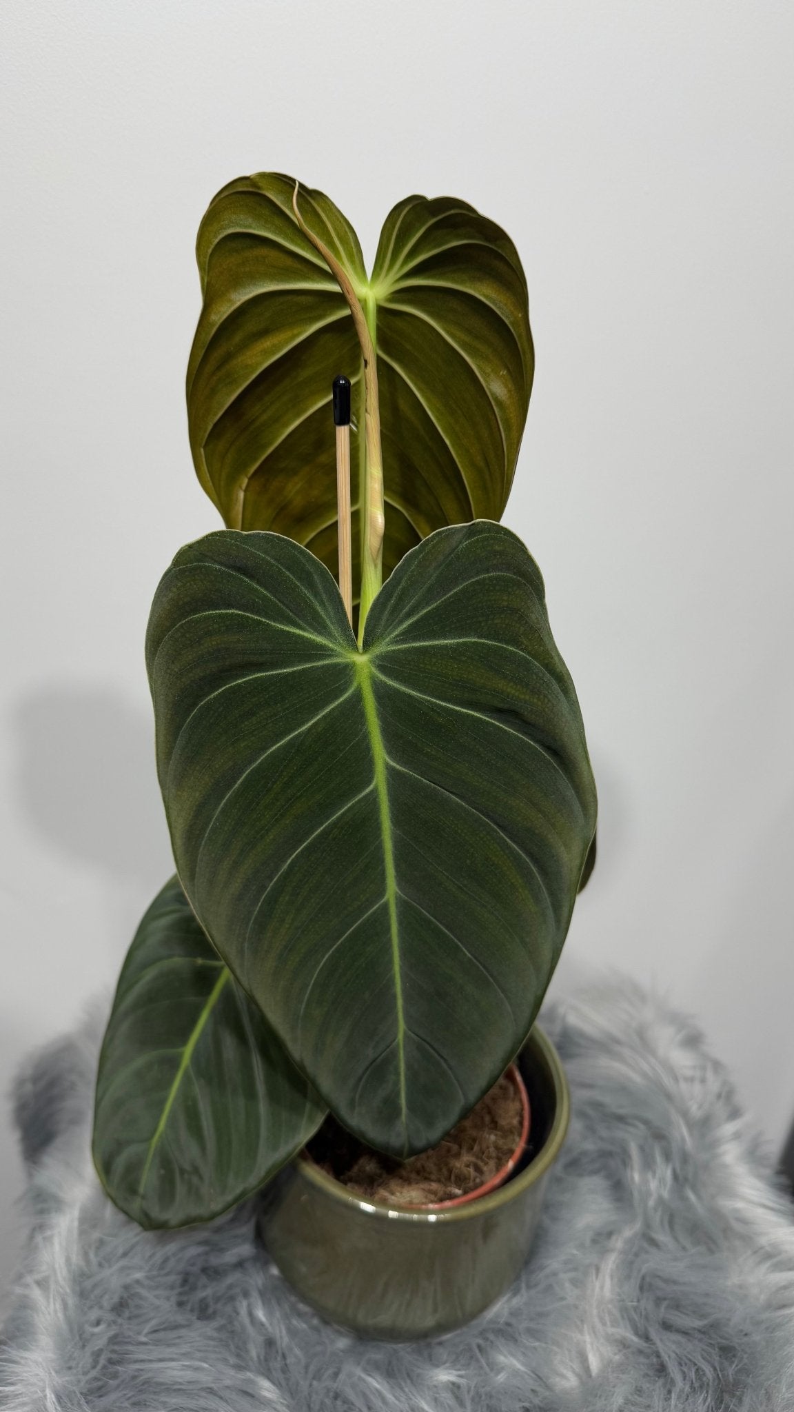 Philodendron melanochrysum - www.augi - plants.lv