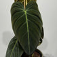 Philodendron melanochrysum - www.augi - plants.lv