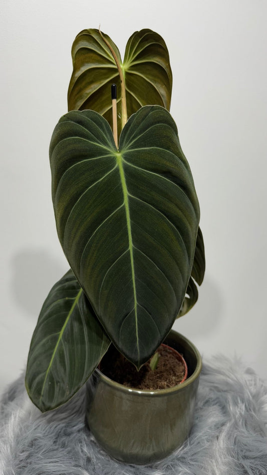 Philodendron melanochrysum - www.augi - plants.lv