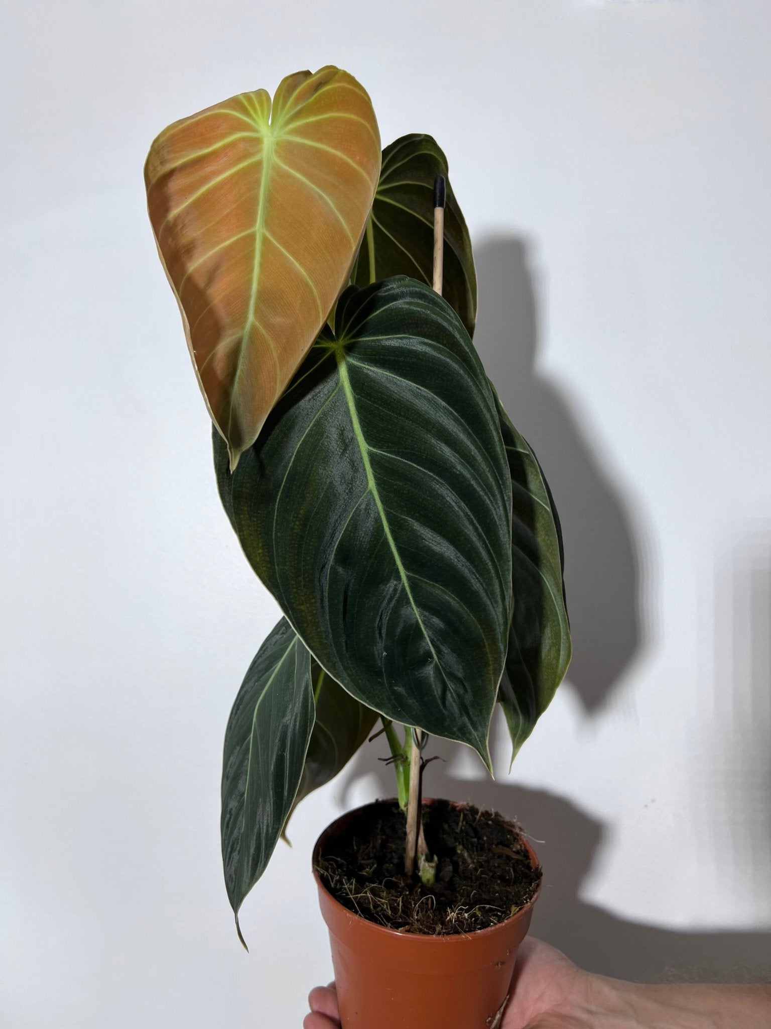 Philodendron melanochrysum - www.augi - plants.lv