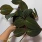 Philodendron Micans - www.augi - plants.lv