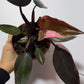 Philodendron Pink Princess - www.augi - plants.lv