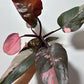 Philodendron Pink Princess - www.augi - plants.lv