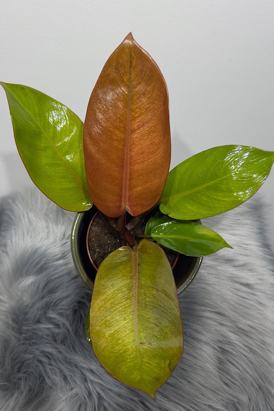Philodendron Prince of orange - www.augi - plants.lv