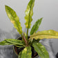 Philodendron 'Ring of Fire' - www.augi - plants.lv
